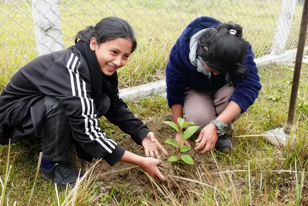Two students kneeling to firm the soil around a newly planted tree seedling