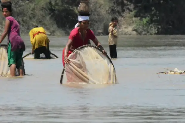 Tharu women fishing the Karnali with conical nets, baskets balanced on their heads