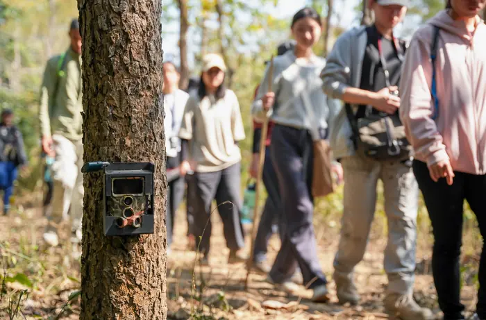 A camera trap strapped to a sal trunk as students walk the line past it