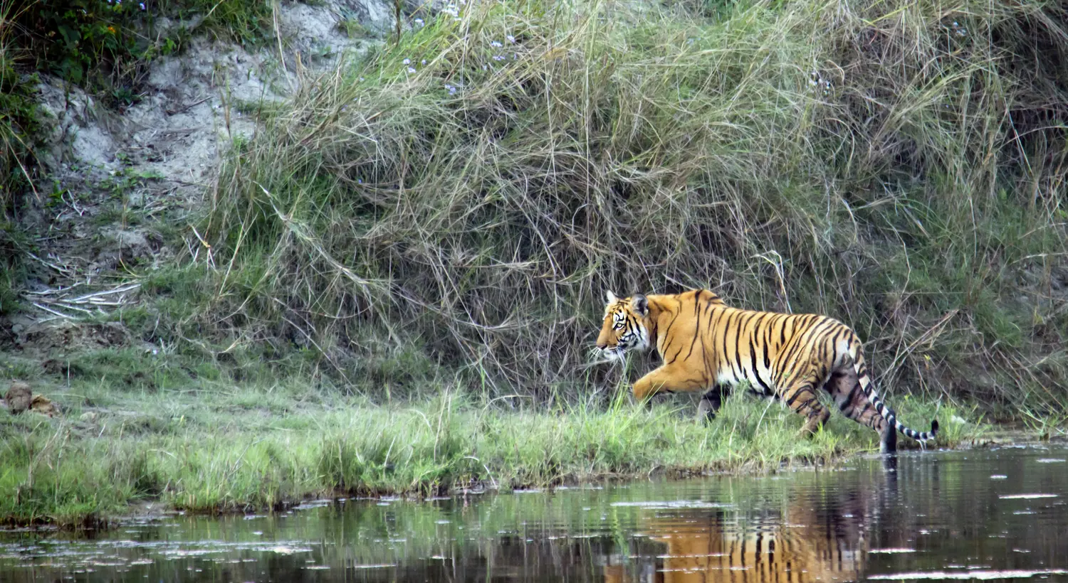 A Bengal tiger walking a riverbank in the Terai